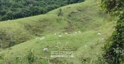 Fazenda à Venda 84 alqueires para Pecuária e Investimento | Silva Jardim/RJ Fazenda à Venda 84 alqueires para Pecuária e Investimento | Silva Jardim/RJ