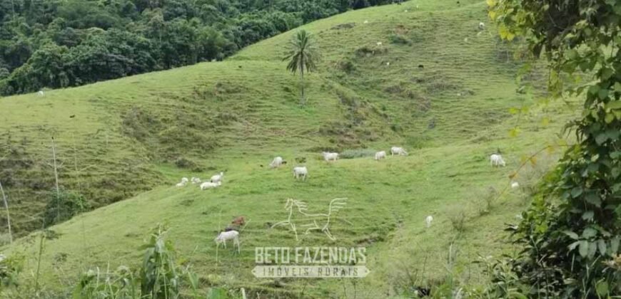 Fazenda à Venda 84 alqueires para Pecuária e Investimento | Silva Jardim/RJ Fazenda à Venda 84 alqueires para Pecuária e Investimento | Silva Jardim/RJ