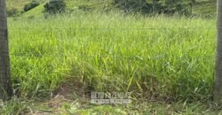 Venda de Fazenda 30 Alqueires Infraestrutura Completa na Pecuária | Sta. Maria Madalena /RJ