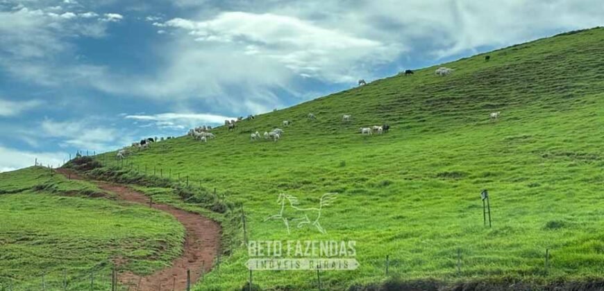 Venda de Fazenda 30 Alqueires Infraestrutura Completa na Pecuária | Sta. Maria Madalena /RJ