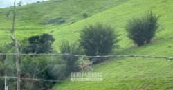 Venda de Fazenda 30 Alqueires Infraestrutura Completa na Pecuária | Sta. Maria Madalena /RJ