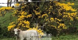 Venda de Fazenda 30 Alqueires Infraestrutura Completa na Pecuária | Sta. Maria Madalena /RJ