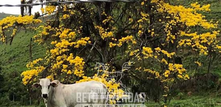 Venda de Fazenda 30 Alqueires Infraestrutura Completa na Pecuária | Sta. Maria Madalena /RJ