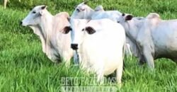 Venda de Fazenda 30 Alqueires Infraestrutura Completa na Pecuária | Sta. Maria Madalena /RJ