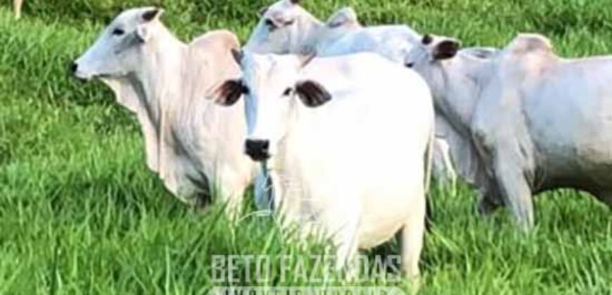 Venda de Fazenda 30 Alqueires Infraestrutura Completa na Pecuária | Sta. Maria Madalena /RJ