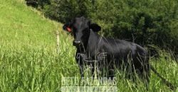 Venda de Fazenda 30 Alqueires Infraestrutura Completa na Pecuária | Sta. Maria Madalena /RJ