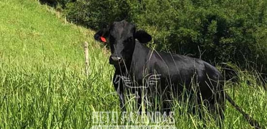 Venda de Fazenda 30 Alqueires Infraestrutura Completa na Pecuária | Sta. Maria Madalena /RJ