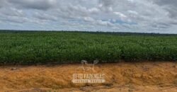 Fazenda à Venda 23.000 hectares Lavoura, Pecuária e Credito de Carbono | Paragominas/PA