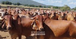 Fazenda à Venda 4 Mil Hectares Rica em Recursos Naturais e Pecuária | Manga/ MG