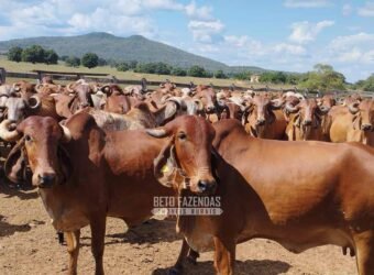 Fazenda à Venda 4 Mil Hectares Rica em Recursos Naturais e Pecuária | Manga/ MG