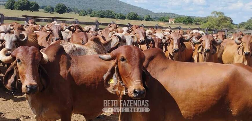 Fazenda à Venda 4 Mil Hectares Rica em Recursos Naturais e Pecuária | Manga/ MG