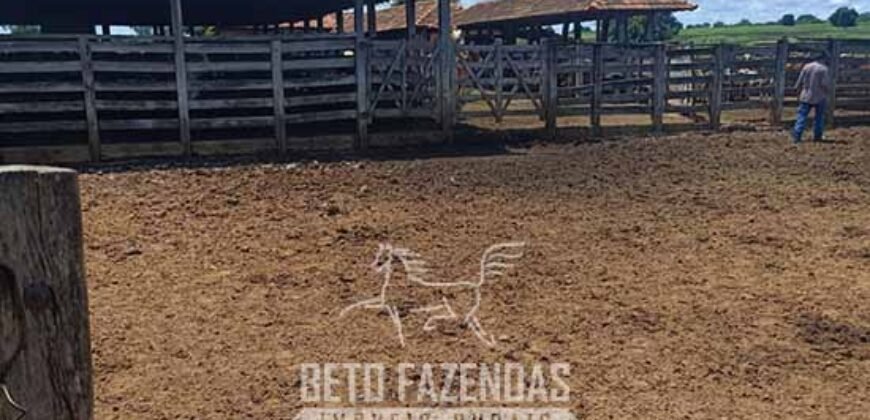 Fazenda à Venda 4 Mil Hectares Rica em Recursos Naturais e Pecuária | Manga/ MG