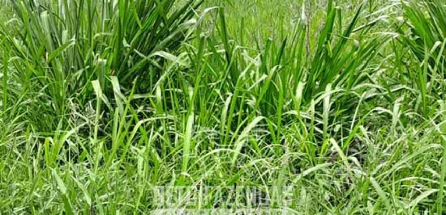 Fazenda à Venda 4 Mil Hectares Rica em Recursos Naturais e Pecuária | Manga/ MG