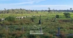 Fazenda à Venda 162 alqueires Pecuária Infraestrutura Completa | Pacajá/ PA Fazenda à Venda 162 alqueires Pecuária Infraestrutura Completa | Pacajá/ PA