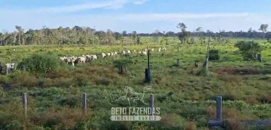Fazenda à Venda 162 alqueires Pecuária Infraestrutura Completa | Pacajá/ PA Fazenda à Venda 162 alqueires Pecuária Infraestrutura Completa | Pacajá/ PA
