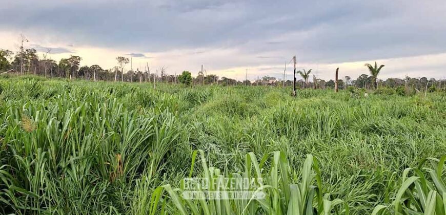 Fazenda à Venda 162 alqueires Pecuária Infraestrutura Completa | Pacajá/ PA Fazenda à Venda 162 alqueires Pecuária Infraestrutura Completa | Pacajá/ PA