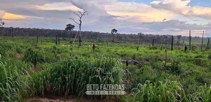 Fazenda à Venda 162 alqueires Pecuária Infraestrutura Completa | Pacajá/ PA Fazenda à Venda 162 alqueires Pecuária Infraestrutura Completa | Pacajá/ PA