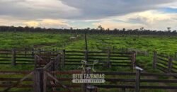 Fazenda à Venda 162 alqueires Pecuária Infraestrutura Completa | Pacajá/ PA Fazenda à Venda 162 alqueires Pecuária Infraestrutura Completa | Pacajá/ PA