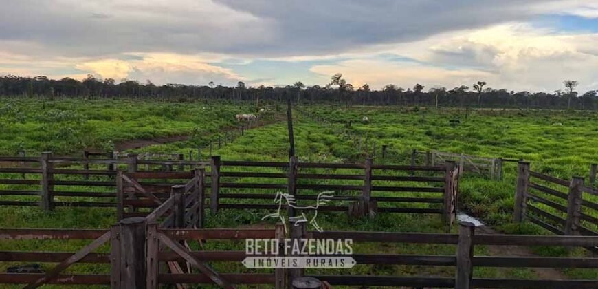 Fazenda à Venda 162 alqueires Pecuária Infraestrutura Completa | Pacajá/ PA Fazenda à Venda 162 alqueires Pecuária Infraestrutura Completa | Pacajá/ PA