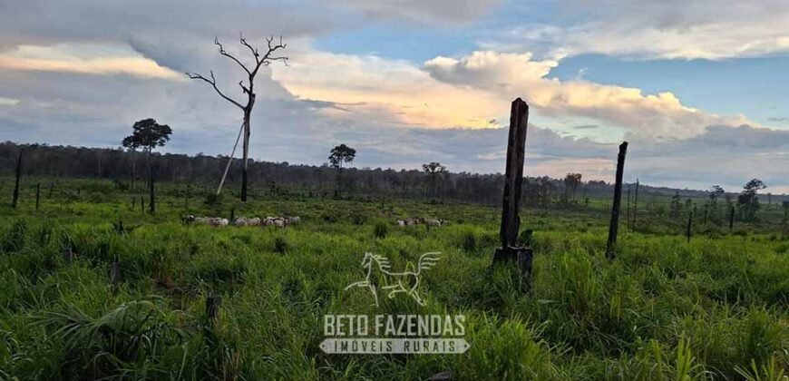 Fazenda à Venda 162 alqueires Pecuária Infraestrutura Completa | Pacajá/ PA Fazenda à Venda 162 alqueires Pecuária Infraestrutura Completa | Pacajá/ PA