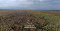 Fazensa à Venda 1.500 A lqueirões Soja e Logística c/ Dupla Aptidão | Região do Xingú / PA Fazensa à Venda 1.500 A lqueirões Soja e Logística c/ Dupla Aptidão | Região do Xingú / PA