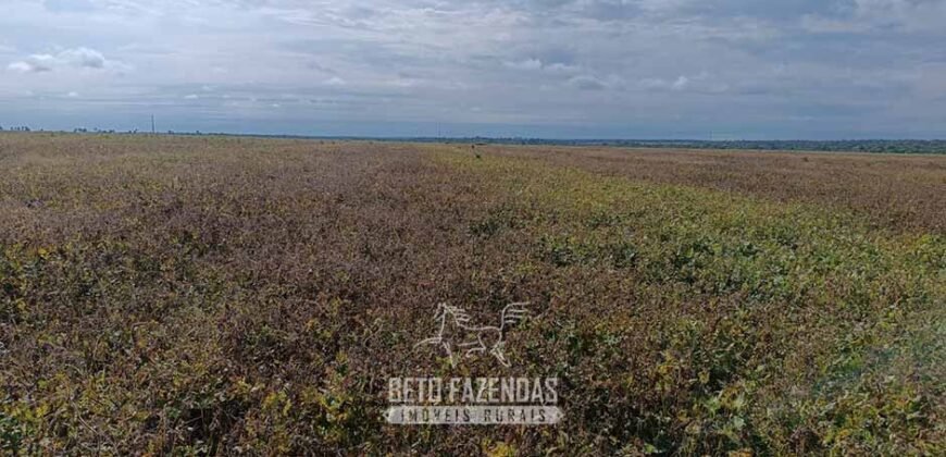 Fazensa à Venda 1.500 A lqueirões Soja e Logística c/ Dupla Aptidão | Região do Xingú / PA Fazensa à Venda 1.500 A lqueirões Soja e Logística c/ Dupla Aptidão | Região do Xingú / PA