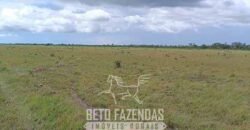Fazensa à Venda 1.500 A lqueirões Soja e Logística c/ Dupla Aptidão | Região do Xingú / PA Fazensa à Venda 1.500 A lqueirões Soja e Logística c/ Dupla Aptidão | Região do Xingú / PA