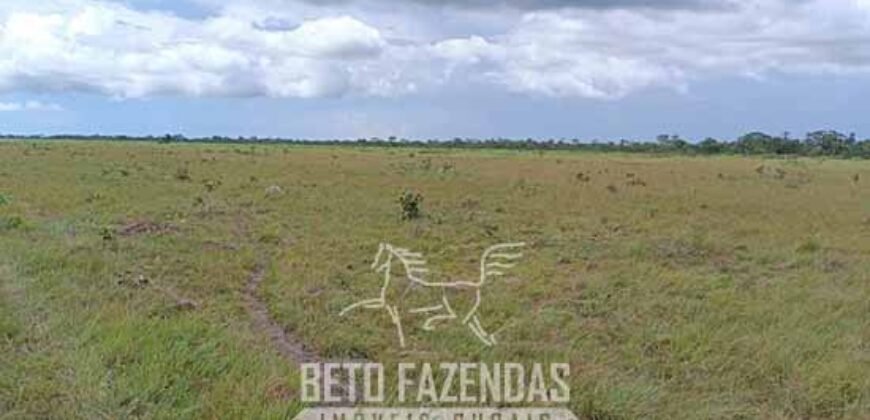 Fazensa à Venda 1.500 A lqueirões Soja e Logística c/ Dupla Aptidão | Região do Xingú / PA Fazensa à Venda 1.500 A lqueirões Soja e Logística c/ Dupla Aptidão | Região do Xingú / PA