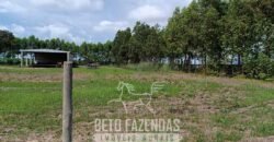 Fazensa à Venda 1.500 A lqueirões Soja e Logística c/ Dupla Aptidão | Região do Xingú / PA Fazensa à Venda 1.500 A lqueirões Soja e Logística c/ Dupla Aptidão | Região do Xingú / PA