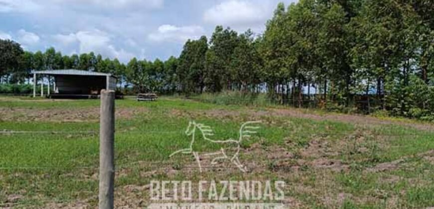 Fazensa à Venda 1.500 A lqueirões Soja e Logística c/ Dupla Aptidão | Região do Xingú / PA Fazensa à Venda 1.500 A lqueirões Soja e Logística c/ Dupla Aptidão | Região do Xingú / PA