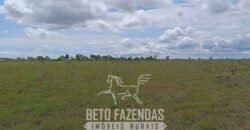 Fazensa à Venda 1.500 A lqueirões Soja e Logística c/ Dupla Aptidão | Região do Xingú / PA Fazensa à Venda 1.500 A lqueirões Soja e Logística c/ Dupla Aptidão | Região do Xingú / PA