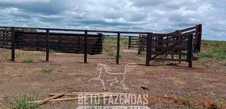 Fazensa à Venda 1.500 A lqueirões Soja e Logística c/ Dupla Aptidão | Região do Xingú / PA Fazensa à Venda 1.500 A lqueirões Soja e Logística c/ Dupla Aptidão | Região do Xingú / PA