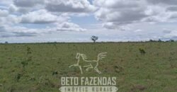 Fazensa à Venda 1.500 A lqueirões Soja e Logística c/ Dupla Aptidão | Região do Xingú / PA Fazensa à Venda 1.500 A lqueirões Soja e Logística c/ Dupla Aptidão | Região do Xingú / PA