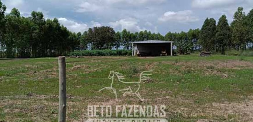 Fazensa à Venda 1.500 A lqueirões Soja e Logística c/ Dupla Aptidão | Região do Xingú / PA Fazensa à Venda 1.500 A lqueirões Soja e Logística c/ Dupla Aptidão | Região do Xingú / PA