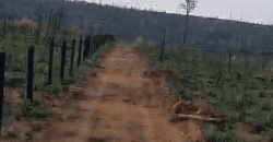 Fazenda Ótimo Valor à Venda Oportunidade com 1.500 hectares para Pecuária | Novo Progresso/PA Fazenda Ótimo Valor à Venda Oportunidade com 1.500 hectares para Pecuária | Novo Progresso/PA