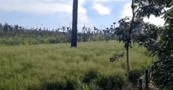 Fazenda Ótimo Valor à Venda Oportunidade com 1.500 hectares para Pecuária | Novo Progresso/PA Fazenda Ótimo Valor à Venda Oportunidade com 1.500 hectares para Pecuária | Novo Progresso/PA