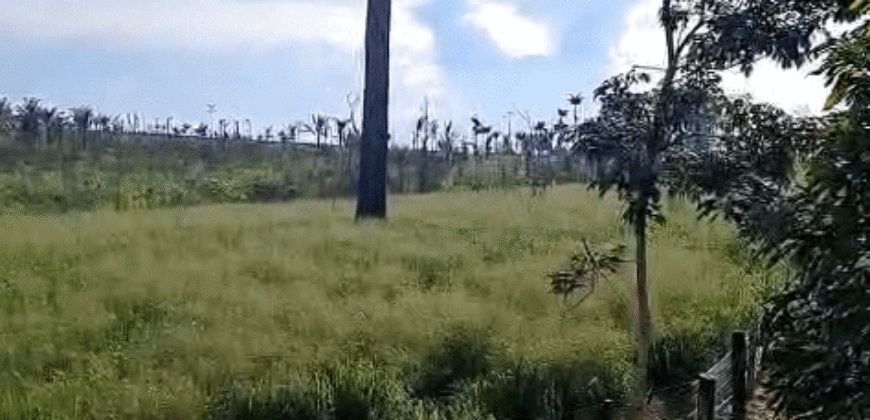 Fazenda Ótimo Valor à Venda Oportunidade com 1.500 hectares para Pecuária | Novo Progresso/PA Fazenda Ótimo Valor à Venda Oportunidade com 1.500 hectares para Pecuária | Novo Progresso/PA