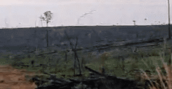 Fazenda Ótimo Valor à Venda Oportunidade com 1.500 hectares para Pecuária | Novo Progresso/PA Fazenda Ótimo Valor à Venda Oportunidade com 1.500 hectares para Pecuária | Novo Progresso/PA