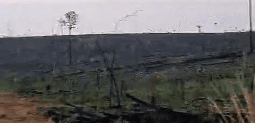 Fazenda Ótimo Valor à Venda Oportunidade com 1.500 hectares para Pecuária | Novo Progresso/PA Fazenda Ótimo Valor à Venda Oportunidade com 1.500 hectares para Pecuária | Novo Progresso/PA