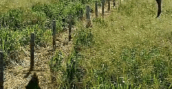 Fazenda Ótimo Valor à Venda Oportunidade com 1.500 hectares para Pecuária | Novo Progresso/PA Fazenda Ótimo Valor à Venda Oportunidade com 1.500 hectares para Pecuária | Novo Progresso/PA