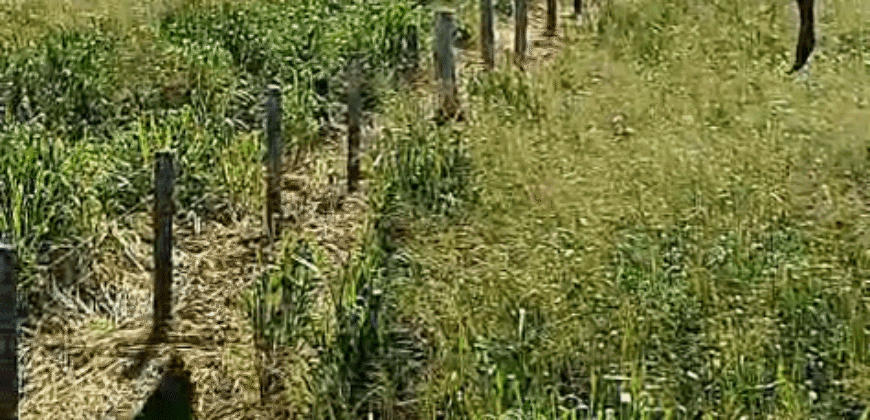 Fazenda Ótimo Valor à Venda Oportunidade com 1.500 hectares para Pecuária | Novo Progresso/PA Fazenda Ótimo Valor à Venda Oportunidade com 1.500 hectares para Pecuária | Novo Progresso/PA