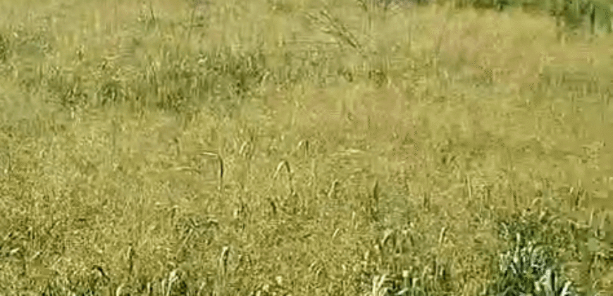 Fazenda Ótimo Valor à Venda Oportunidade com 1.500 hectares para Pecuária | Novo Progresso/PA Fazenda Ótimo Valor à Venda Oportunidade com 1.500 hectares para Pecuária | Novo Progresso/PA