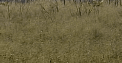 Fazenda Ótimo Valor à Venda Oportunidade com 1.500 hectares para Pecuária | Novo Progresso/PA Fazenda Ótimo Valor à Venda Oportunidade com 1.500 hectares para Pecuária | Novo Progresso/PA