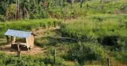 Fazenda Ótimo Valor à Venda Oportunidade com 1.500 hectares para Pecuária | Novo Progresso/PA Fazenda Ótimo Valor à Venda Oportunidade com 1.500 hectares para Pecuária | Novo Progresso/PA