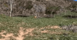 Fazenda Histórica à Venda 45 Alqueires Sede Colonial | Valença/RJ