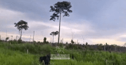 Fazenda à Venda 162 alqueires Pecuária Infraestrutura Completa | Pacajá/ PA Fazenda à Venda 162 alqueires Pecuária Infraestrutura Completa | Pacajá/ PA