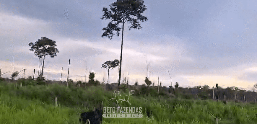 Fazenda à Venda 162 alqueires Pecuária Infraestrutura Completa | Pacajá/ PA Fazenda à Venda 162 alqueires Pecuária Infraestrutura Completa | Pacajá/ PA