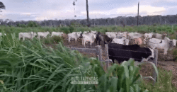 Fazenda à Venda 162 alqueires Pecuária Infraestrutura Completa | Pacajá/ PA Fazenda à Venda 162 alqueires Pecuária Infraestrutura Completa | Pacajá/ PA