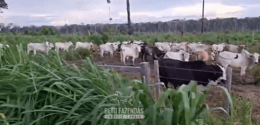 Fazenda à Venda 162 alqueires Pecuária Infraestrutura Completa | Pacajá/ PA Fazenda à Venda 162 alqueires Pecuária Infraestrutura Completa | Pacajá/ PA