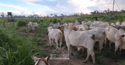 Fazenda à Venda 162 alqueires Pecuária Infraestrutura Completa | Pacajá/ PA Fazenda à Venda 162 alqueires Pecuária Infraestrutura Completa | Pacajá/ PA